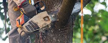 Best Emergency Tree Removal  in Richfield, OH